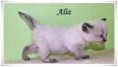 /album/aliz/aliz-4-hetes-001-jpg/